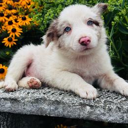Boy 1 - blue collar - red merle - Red merle male Border Collie puppy in Minden, Iowa from Rocking N Registered Border Collies & Labradors
