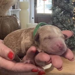 Dax - Apricot male Goldendoodle puppy in Lake Charles, Louisiana from Perfect Fit Poodles & Doodles