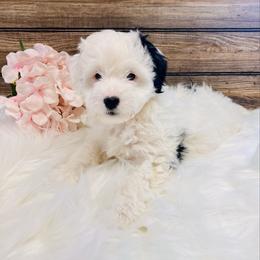 Lizi - Black and white female Aussiedoodle puppy in Hamilton, Michigan from White Pine Farm