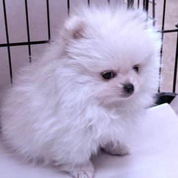 Peg - White female Pomeranian puppy in Greenville, Georgia from Breezy Hill Poms