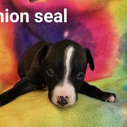 Fashion seal boy - Seal male Italian Greyhound puppy in Phillips, Maine from Maplewood Italian Greyhounds