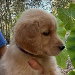 Little Bit - Light golden female Golden Retriever puppy in Sacramento Area, California from Gold Country Golden Retrievers