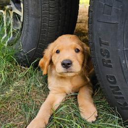 Parmesan - Golden male Golden Retriever puppy in Dayton, Minnesota from Akoya Kennels