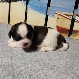 Spud - Black and white male Shichon puppy in Imperial, Missouri from Shichon Teddybear  puppies of Miss
