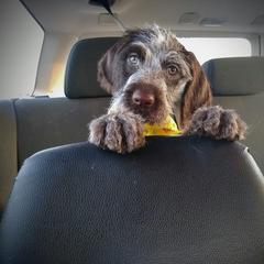 German Wirehaired Pointer All Grown Up from Grimmet German Wirehaired Pointers