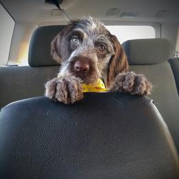 German Wirehaired Pointer All Grown Up from Grimmet German Wirehaired Pointers