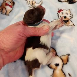 Tango - Parti male Miniature Schnauzer puppy in Midland, Texas from Shebbies Puppy Palace