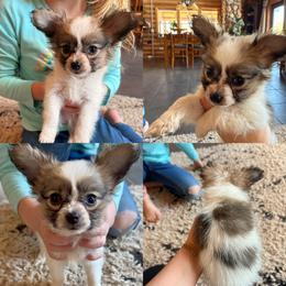 Pooh - White and lemon male Papillon puppy in Powell, Wyoming from Heart Mountain Kennels