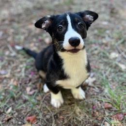 Yosemite - Black and white male American Corgi puppy in Hope, Arkansas from Foxy Knoll Farm