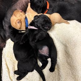Female 7 - Black female Labrador Retriever puppy in Murrieta, California from The Golden Leash Kennels
