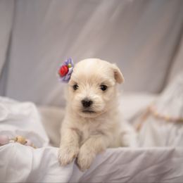 Depeche - White female Morkie puppy in Waldron, Arkansas from Kay’s Cutie Poos