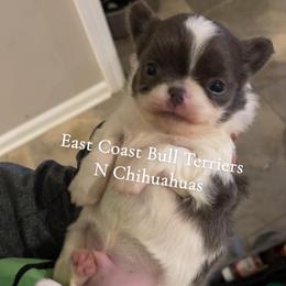 Fritz - Blue and white male Chihuahua puppy in Kannapolis, North Carolina from East Coast Bull Terriers N Chihuahuas