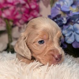 Smores - Dapple male Dachshund puppy in Unadilla, Georgia from Hamsley's Puppy Palace