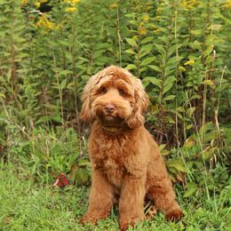 Coal - Caramel male Australian Labradoodle puppy in Williamstown, New York from Lewis Manor Labradoodles