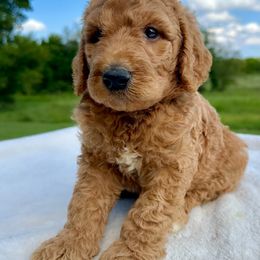 Waffles - Red  male Goldendoodle puppy in Osage City, Kansas from Golden Ridge Goldens