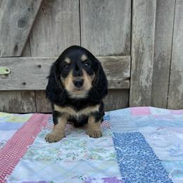 Laurel - Black and cream female Dachshund puppy in Squires, Missouri from Hudson’s Hounds