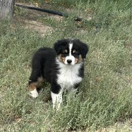 Australian Shepherd Puppies from WyoWinds Australian Shepherds
