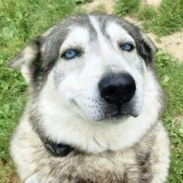 Diesel - Siberian Husky