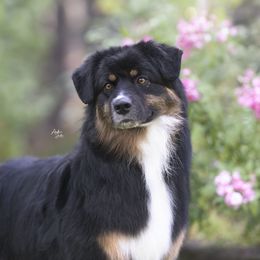 Emma - Australian Shepherd