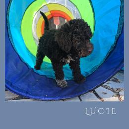 Girl 2 - Brown female Lagotto Romagnolo puppy in Salida, California from Harper's Lagotti