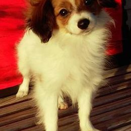 Papillons from Dellavon Papillons