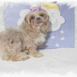 Pippa AKC - Blue and white female Shih Tzu puppy in Lawrenceburg, Tn, Tennessee from Shedd's Shih Tzus