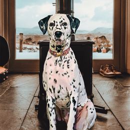 Dream - White and black female Dalmatian puppy in Liverpool, Pennsylvania from Destination Dalmatian