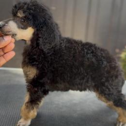 Atlas - Phantom male Poodle puppy in Corona, California from Garden Of Poodles