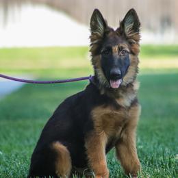 German Shepherd Puppies from Zwinger Vom Greifjäger