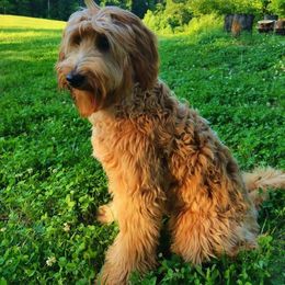 Australian Labradoodle All Grown Up from Cabin Hill Labradoodles