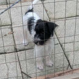 Spots - Black and white female Parson Russell Terrier puppy in Branford, Florida from Loyalville