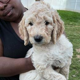 Heartly - Cream female Goldendoodle puppy in Simpsonville, South Carolina from D & D Golden Doodles, LLC
