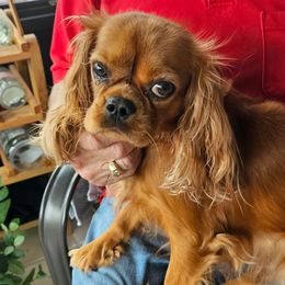 LILY - Cavalier King Charles Spaniel
