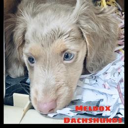 Dachshund Puppies from Meldox