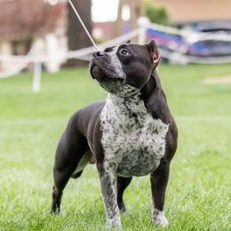 Wednesday - American Bully