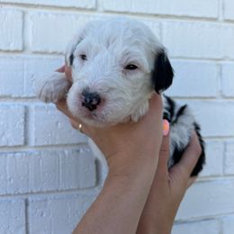 Sheepadoodle Puppies from Jonsies Pups