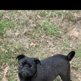 Pug puppies from Brenda's Puppies
