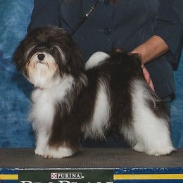 Artie - Havanese