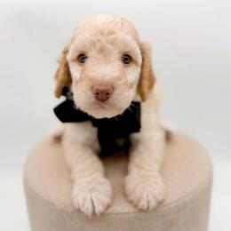 Rainier - Apricot male Goldendoodle puppy in North Carolina from Tuxedo Mountain Doodles