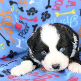 Cheers - Black tri-color male Australian Shepherd puppy in Squaw Valley, California from A&M Australian Shepherds