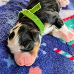 Green - Tri-color male Bernedoodle puppy in Beaumont, Texas from Joy's Dood Ranch