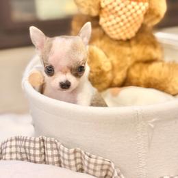 Bentley - Cream and white male Chihuahua puppy in Oviedo, Florida from ROYALCHIHUAHUAPUPPY