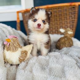 Hot Cheeto - Red and white male Pomsky puppy in Yavapai County, Arizona from Pawsh Pomskies