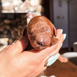 Sprinkles - Red female Cavapoo puppy in Idaho Falls, Idaho from Freckle Paw Family