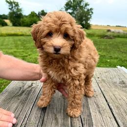 Scarlet - Red  female Goldendoodle puppy in Knob Noster, Missouri from Simply Schnauzers