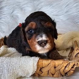 Peppy - Merle male Bernedoodle puppy in Decatur, Georgia from So Adoodable