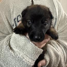 Pink - Fawn sable female Belgian Malinois puppy in Boise, Idaho from Wings of Freedom Retrievers and Malinois