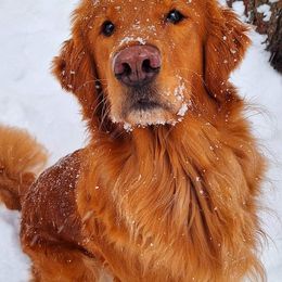 Golden Retrievers from Gemstone Golden Retrievers