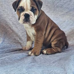 Boston Terrier, Bulldog, and French Bulldog Puppies from Willamette Valley Bullies