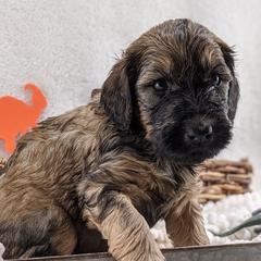 Cavapoo and Whoodle Puppies from Gardner Lane Puppies